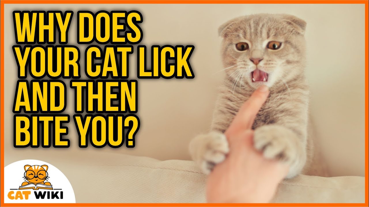 Why Does Your Cat Lick And Then Bite You Here Is The Answer YouTube should-i-let-my-cat-kill-a-mouse