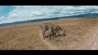 Tanzania Safari (Ngorongoro Crater) You Won't Believe What Happened.