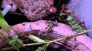 アブラムシの動きに反応するヤドクガエルRanitomeya ventrimaculata Frans Guyana