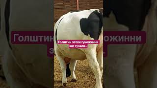 7-8 ойга бугоз голштин зотли гуножинларни энг гузаллари..