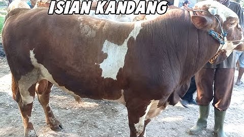Info Sapi Jogrokan Pedaging di Bulan Oktober Mulai 18 jt - 33 jt nego di Pasar Hewan Wage Pati