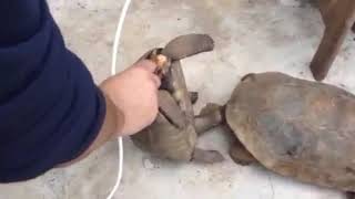 Turtles Sex With Female Turtle