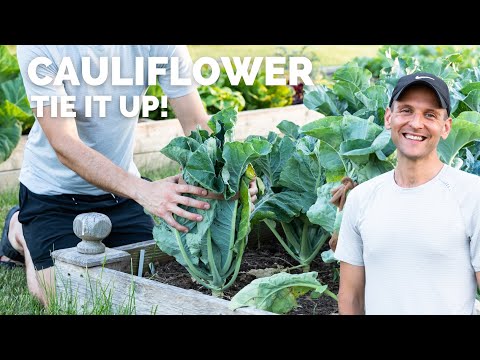 Cauliflower: You Need to Tie It Up!