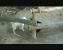 Gibbon playing with dog