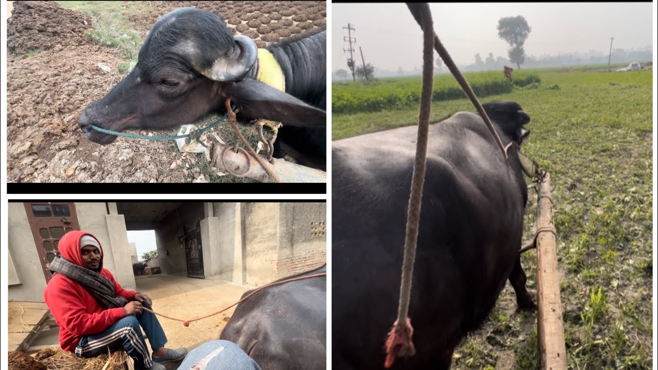 No diesel, no tractor… just a buffalo and desi brains 😂🐃 