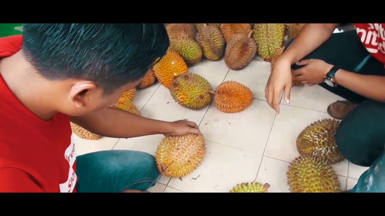 Berkunjung ke Kampung Durian Lokal Asli Pekalongan 