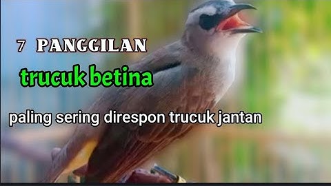 SUARA PANGGILAN TRUCUKAN BETINA PANCINGAN UNTUK JANTAN BAKALAN /OMBYOKAN
