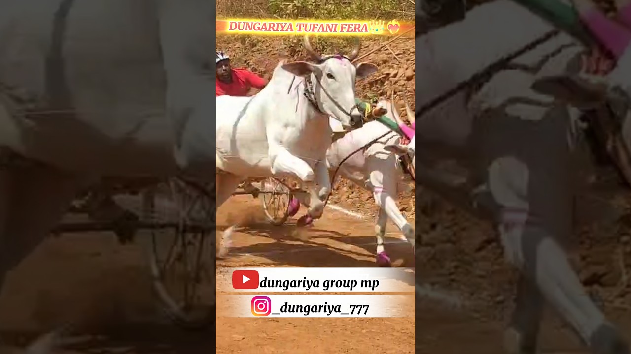 Ajim patel bihiriya dungariya bail mumbai mein dobara tufani fera👑🚀