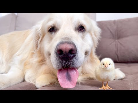 Cute Golden Retriever and Baby Chicks Video