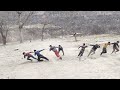 Tug Of War  village young boys part 2