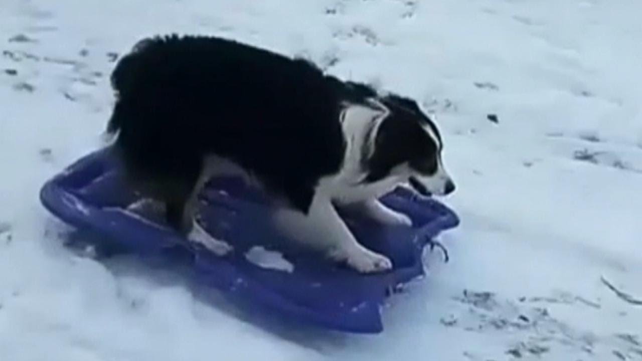 Dog Drags Sled up Snowy Hill and Goes 