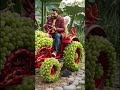 angur ka tractor, #trending #shorts