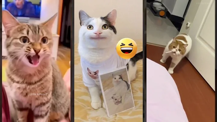 Video 11051021: cat kitten cute, funny cute big cats, cat cute play funny, funnycats