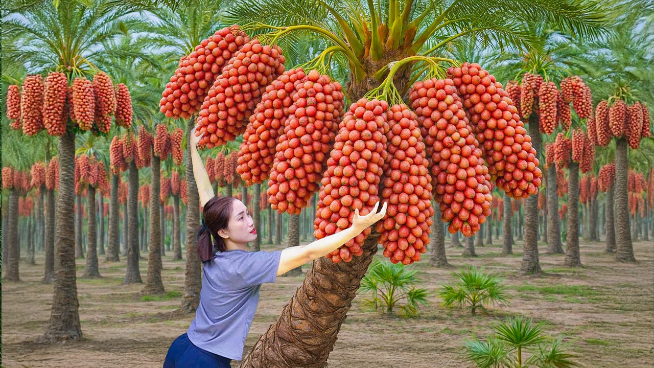 Harvesting Giant Burmese Red Grape, Peeling Seeds Fermenting Them Into Fine Wine | Nature Survival