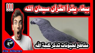 7 حيوانات تذكر اسم الله ومنها يقرأ القرأن سبحان الله (?أبو البراء?)