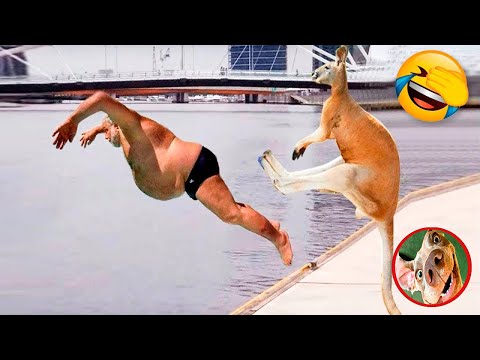 Приколы с Животными🔥😂Приколы 2023|Смешное Видео|Смешные животные