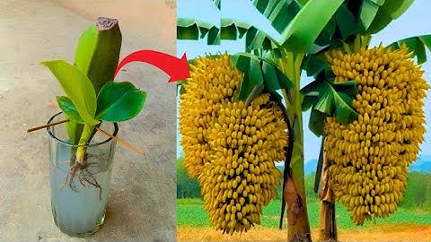 Grow a Banana Tree from One Banana | Easy Step-by-Step Guide | how to grow bananas at home |