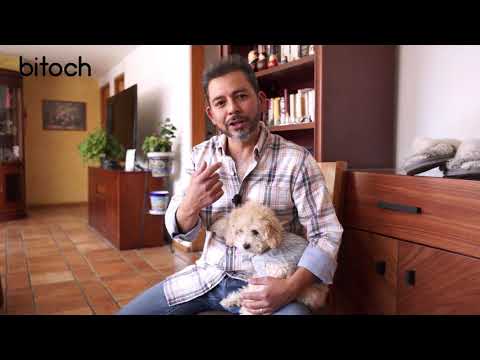 Video: Cómo enseñar a un perro a desatar los zapatos