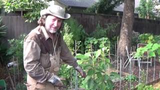 Our Texas Organic Garden Summer 2016