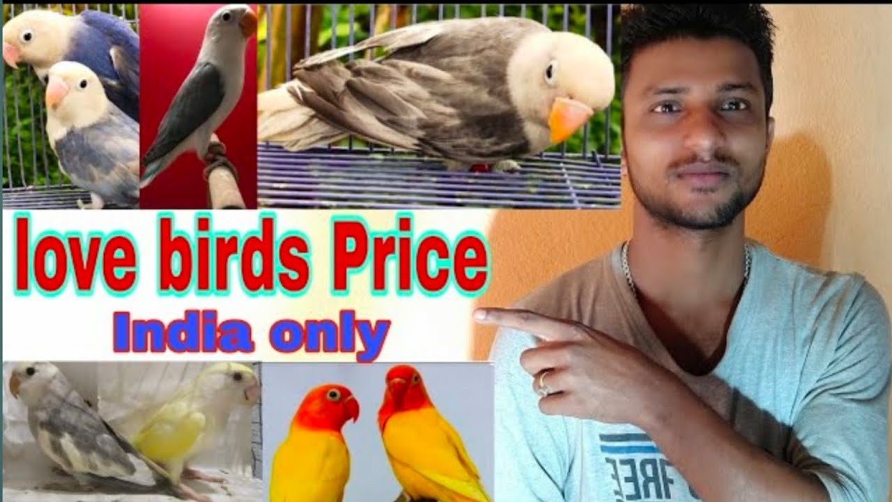 🤫Love Bird Price India (Kolkata )(only Hindi) 2022 YouTube