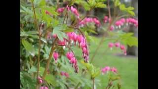 Dicentra spectabilis video