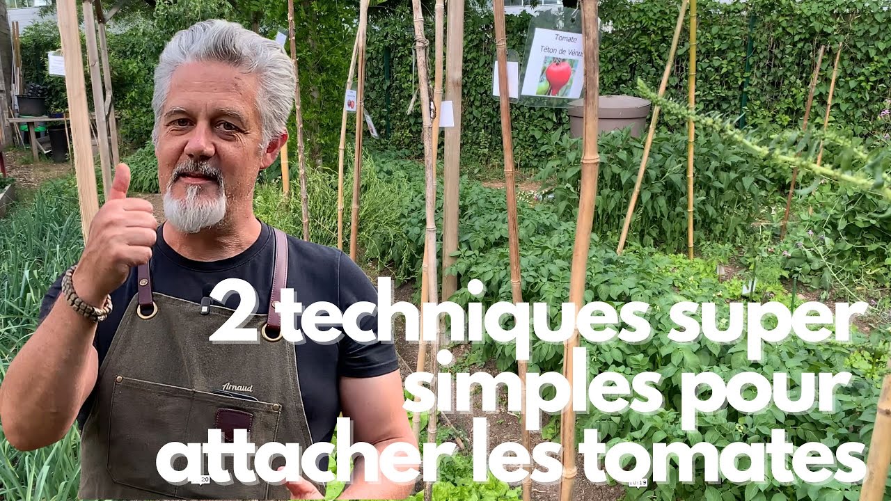 Attacher facilement les tomates
