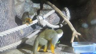 Ялтинский зоопарк. Обезьяны - вегетарианцы // Zoo in Yalta. Funny monkeys