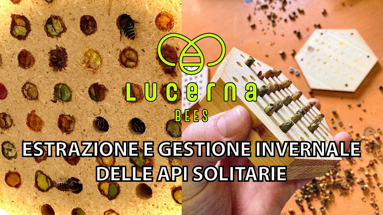ESTRAZIONE E GESTIONE INVERNALE DELLE API SOLITARIE