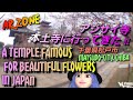 【AR ZONE】NO.2：A temple famous for beautiful flowers in Japan / アジサイ寺：本土寺に行ってきた !!