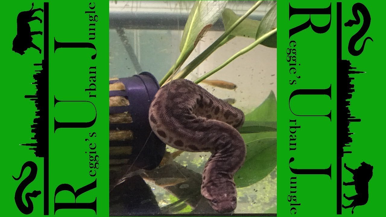 watershed June 2019 Elephant Trunk Snake Update
