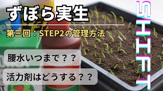 【アガベ実生】発芽後の管理方法。腰水と活力剤と育成方法の話【ずぼら実生】第三回