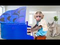 Baby monkey playing Piano with kitten in the house