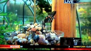 L.A. KTLA Anchor Frank Buckley gives reporter NEW NICKNAME "SPICE BUSH" Los Angeles 4-11-2013