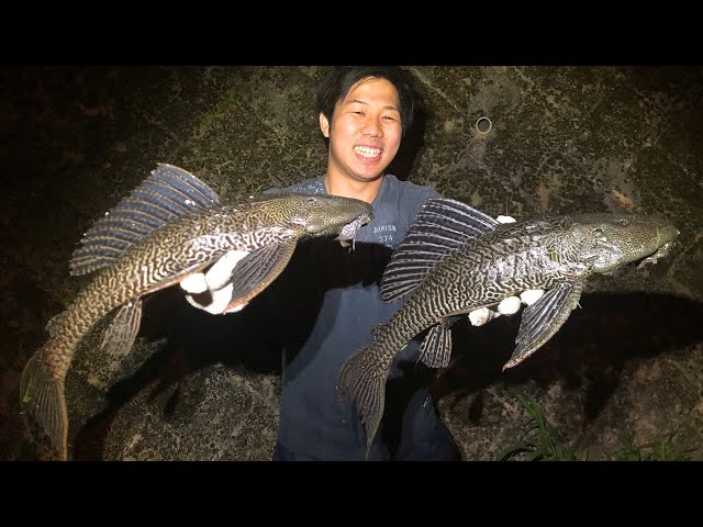 I capture a large amount of giant foreign fish 