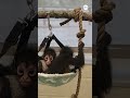 Nashville Zoo welcomes baby monkeys rescued from illegal pet trade