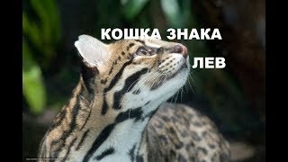 НУЖЕН КАРЬЕРНЫЙ РОСТ ? ЗАВЕДИТЕ КОШКУ- ЛЬВА НУЖЕН КАРЬЕРНЫЙ РОСТ ? ЗАВЕДИТЕ КОШКУ- ЛЬВА