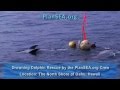 DROWNING DOLPHIN RESCUE by the PlanSEA.org Crew