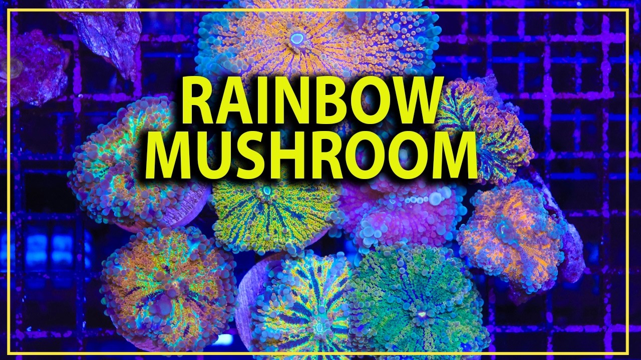 The coral invented the term RAINBOW - Ricordea Yuma