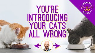 Cat Introductions: Good First Impressions are a must!