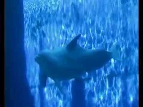 Acquario di Genova - I Delfini