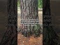 EDMONDX REFERENCE 😝 | Like & Sub ❤️| #edmondx #meme #mothernature #reference #ex #funny #calling