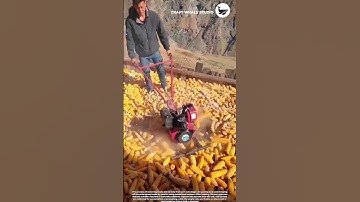 The process of removing husks and kernels form corn cobs