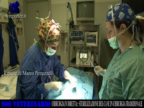 Video: Come Sterilizzare Un Cane