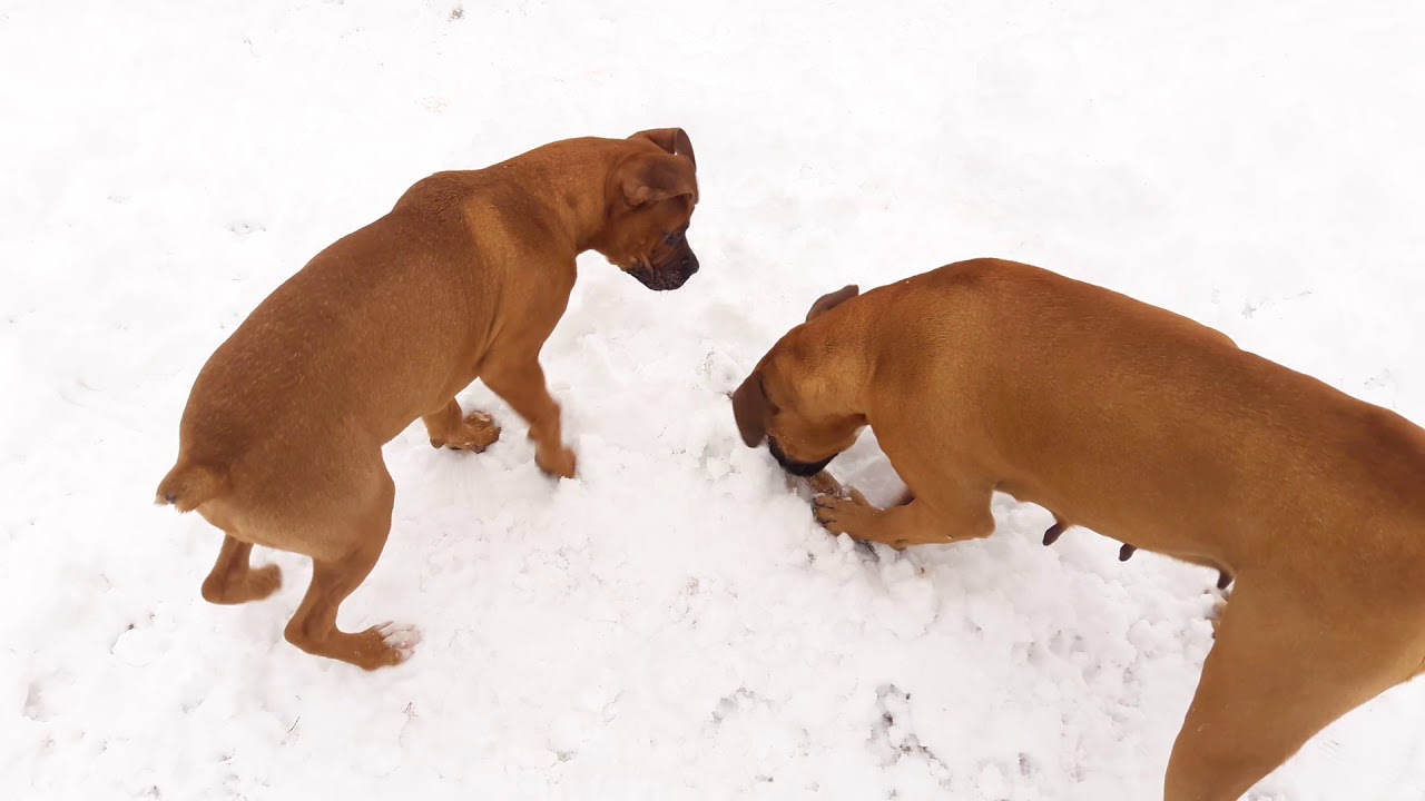 Боксеры на прогулке. Boxer Dogs. YouTube