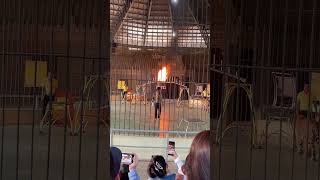 Tiger jumps over fire