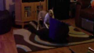 English Bull Terrier Pup Goin Nuts