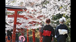 春色のトンネル・満開の竹中稲荷神社