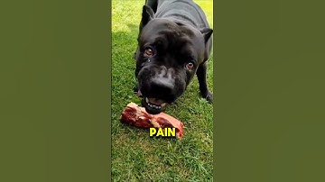 🚫 Never Get a Cane Corso! (Biggest Reasons) ❌🐕 #Shorts #canecorso