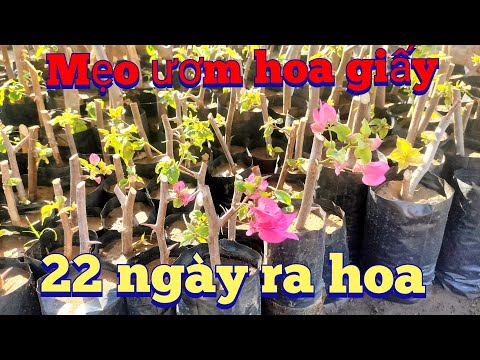 Video: Cách Giàn Cây Hoa lay ơn: Mẹo Sử dụng Giá cây Hoa lay ơn