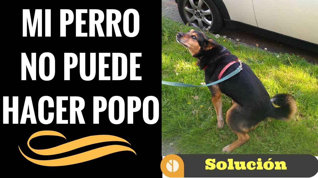 Elección Discriminación sexual articulo 🛑MI PERRO NO Puede Hacer POPO⏭Aprende Qué hacer Cuando un Perro NO Puede  Defecar ✓ [ 3 ] Técnicas - YouTube